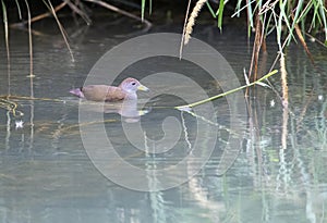 Brown Crake, Amaurornis akool