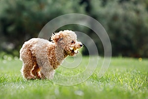 Brown crazy poodle puppy fast running on the grass. The little dog biting a rubber toy and starts race. Furious puppy and funny