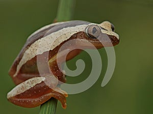 Brown and cream spotted tree frog