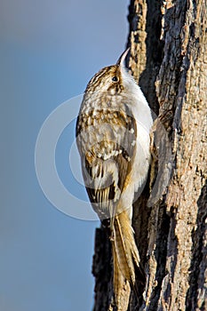 Brown Creeper
