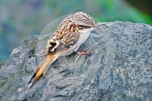 Brown Creeper