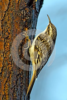 Brown Creeper