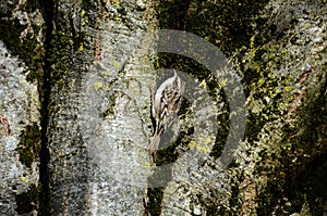 Brown creeper bird