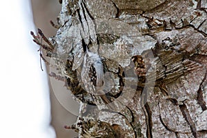 Brown Creeper bird
