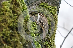 Brown Creeper bird