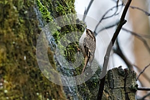 Brown Creeper bird