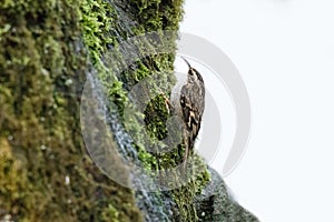 Brown Creeper bird