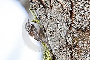 Brown Creeper bird