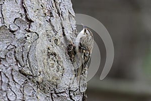 Brown Creeper bird