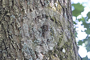 Brown creeper camouflage