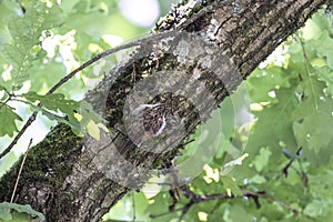 Brown creeper camouflage