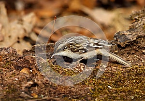 Brown Creeper Close-up
