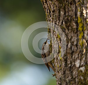 Brown Creeper feeding in a tree