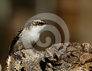 Brown Creeper
