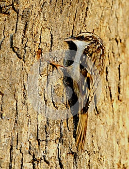 Brown Creeper
