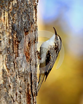 Brown Creeper
