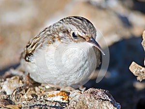Brown Creeper