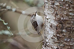 Brown Creeper feeding in a tree photo