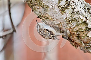 Brown Creeper perched on tree trunk