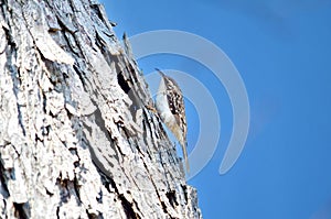 Brown Creeper perched on tree trunk