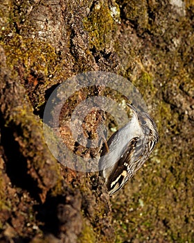Brown Creeper on tree trunk