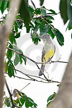 Brown-crested Flycatcher perched