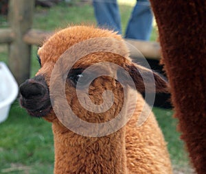 Brown Cria (Young Alpaca)