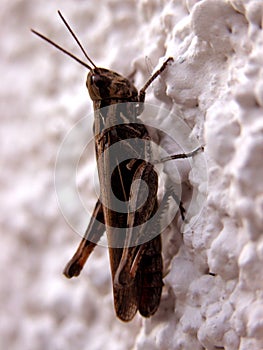 Brown cricket