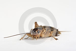 Brown cricket