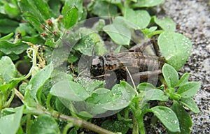 Brown cricket on the grass