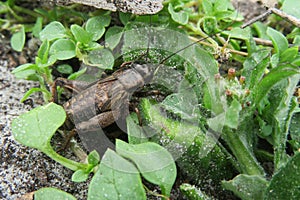 Brown cricket on the grass