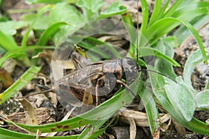 Brown cricket on the grass