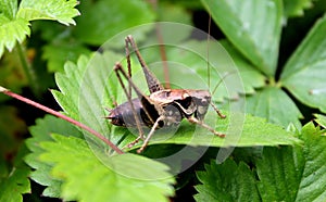 Brown cricket