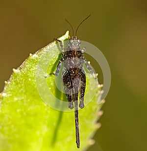 Brown Cricket