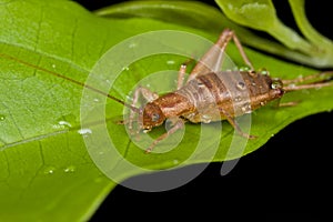 Brown cricket with raindrops
