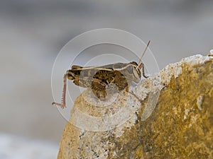 Brown cricket on rock