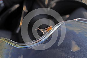 Brown cricket sits on helmet plexi