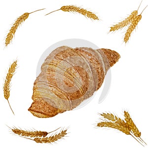 Brown Croissant frence bread baked and bunches of brown dry wheat, watercolor hand drawing isolated on white backgrounds with