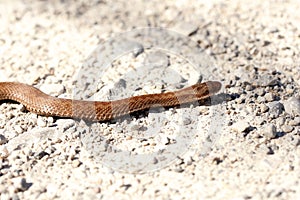 A brown crossed viper