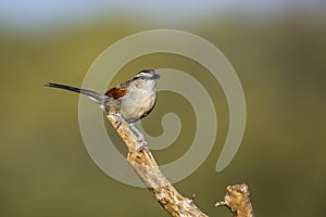 Brown-crowned Tchagra in Kruger National park, South Africa