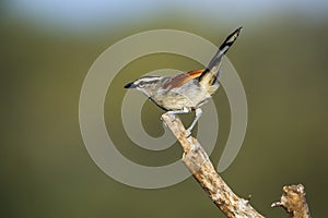 Brown-crowned Tchagra in Kruger National park, South Africa