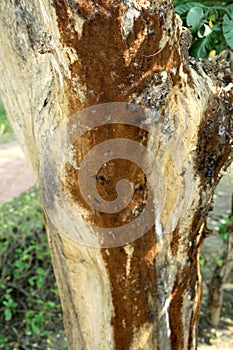 Brown Crust or patch fungi (corticioid fungi) growing on a dead tree trunk : (pix Sanjiv Shukla)