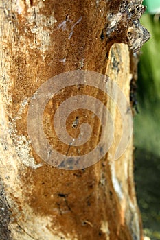 Brown Crust or patch fungi (corticioid fungi) growing on a dead tree trunk : (pix Sanjiv Shukla)