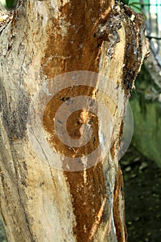 Brown Crust or patch fungi (corticioid fungi) growing on a dead tree trunk : (pix Sanjiv Shukla)