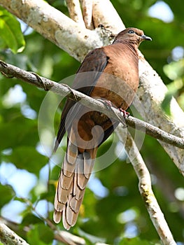 Brown cuckoo dove with spectacular long tail feathers perching on branch