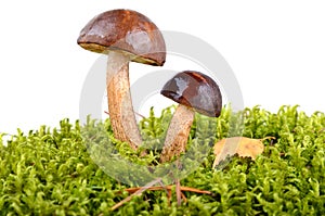 Brown cup mushrooms