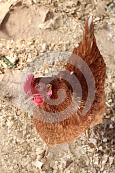 Curious brown hen on the farm walks looks funny