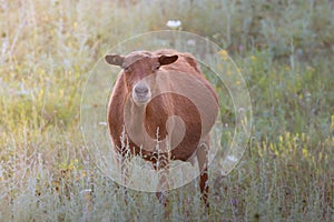 brown curious domestic goat