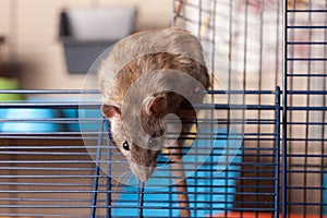 Brown curious domestic rat