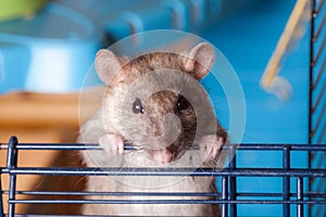 Brown curious domestic rat closeup